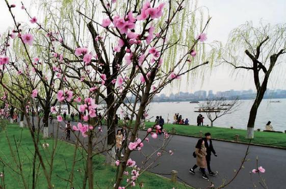 昨天，杭城虽暂别晴天，但西湖白堤上桃花初开，与返绿的柳条相映，已现“桃红柳绿”景。